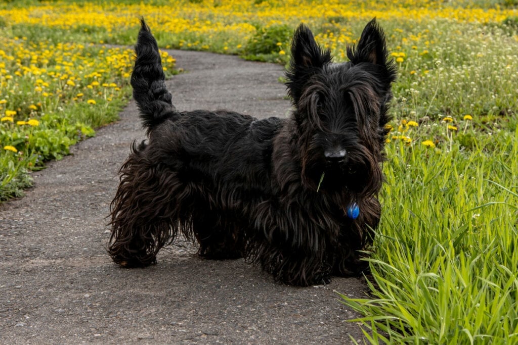 O terrier escocês é uma raça afetuosa, mas gosta de manter certa distância (Imagem: Katerina Klio | Shutterstock)