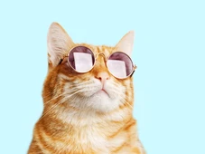 Imagem - A cor do pelo dos gatos influencia na personalidade? Veterinário explica
