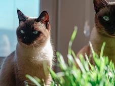 Imagem - Lei proíbe tatuagens e piercing em cães e gatos