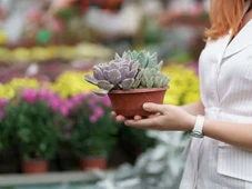 Imagem - 10 plantas ideais para ter dentro de casa e deixar seu ambiente mais aconchegante