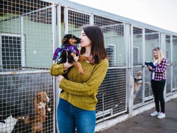 Imagem - 7 meios de adotar um animal de estimação