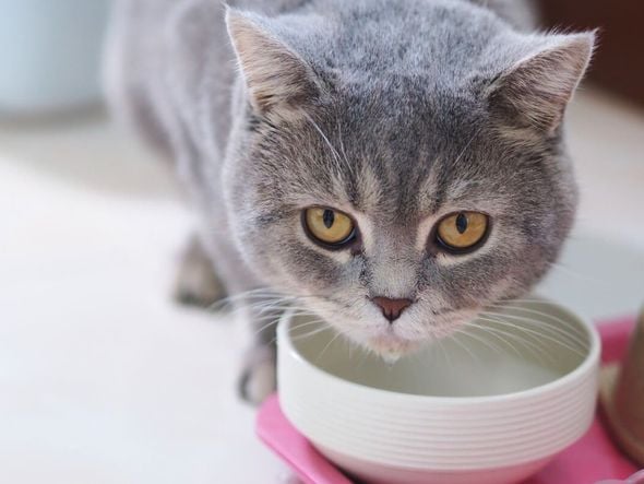 Imagem - 6 cuidados para adotar quando o gato vomita