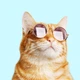 Imagem - A cor do pelo dos gatos influencia na personalidade? Veterinário explica