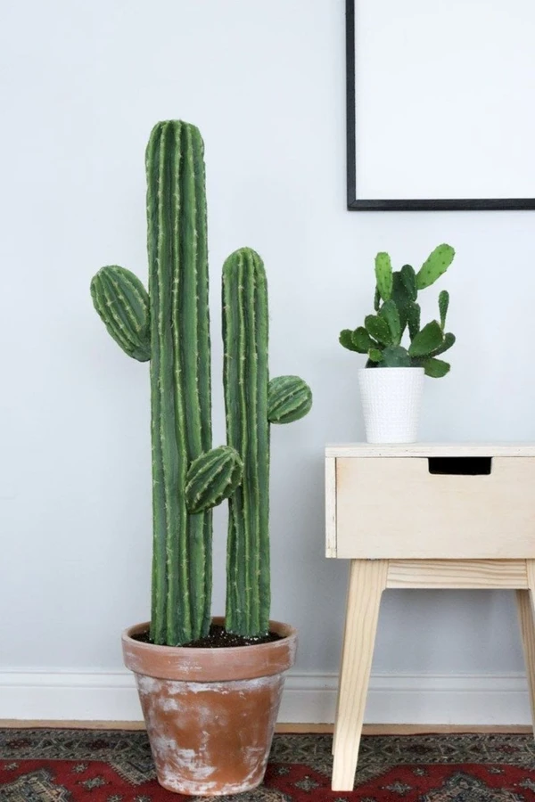 Cactos  por Divulgação/Pinterest - Lily Ardor