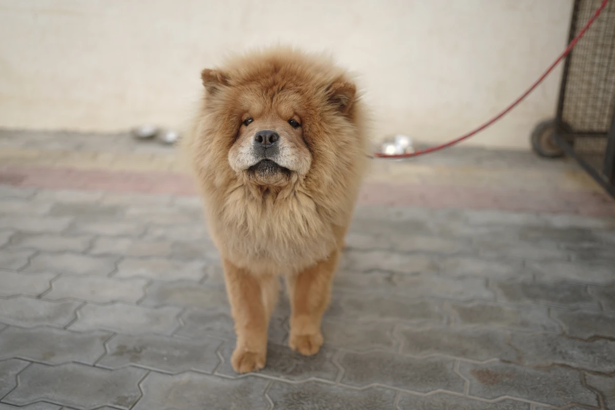 Chow-Chow