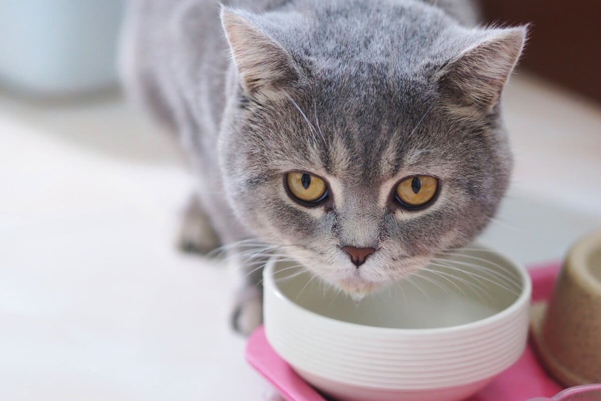 É importante ficar atento às causas do vômito dos gatos (Imagem: sxrx_mas | Shutterstock)