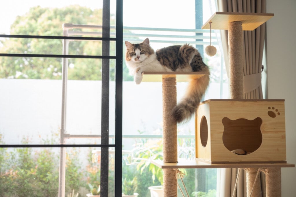 É preciso oferecer ao gato um ambiente seguro e livre de agentes tóxicos (Imagem: Boyloso | Shutterstock)