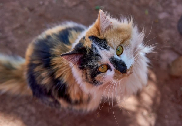 Gatas tricolores costumam ser mais reservadas e arriscas por Shutterstock