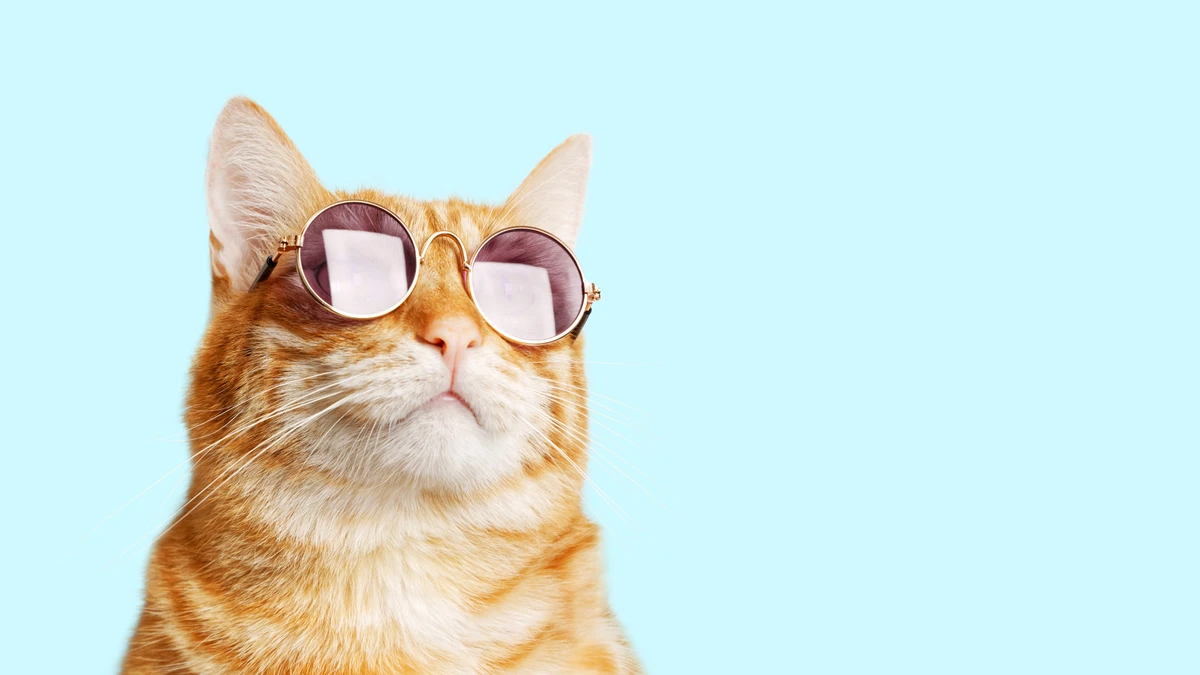 Gato laranja geralmente é mais brincalhão, relatam tutores 