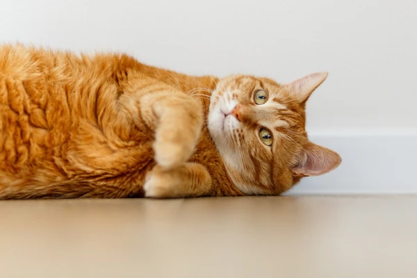 Gatos laranjas geralmente são machos e tutores o descrevem como mais brincalhões por Shutterstock