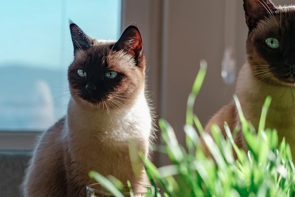 Gatos siameses costumam ser estrábicos por Shutterstock