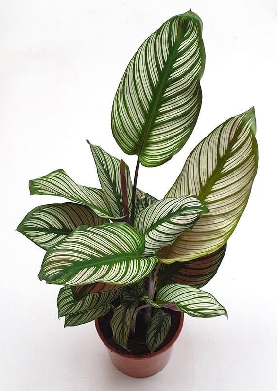 Maranta-zebra por Divulgação/Pinterest - Etsy