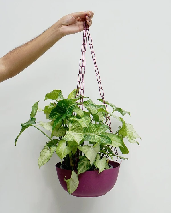 Sigônio  por Divulgação/Pinterest - Selvva