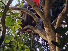 Imagem - Homem desce de árvore após 72h em Salvador