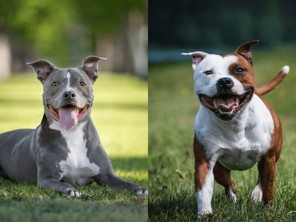 Imagem - 9 diferenças entre as raças pitbull e american staffordshire terrier