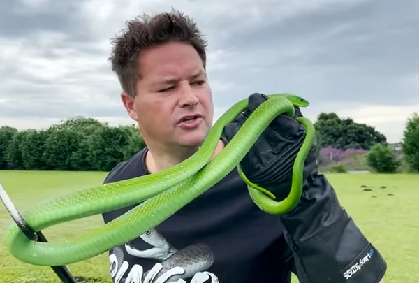 Mamba verde é uma das cobras mais venenosas do mundo