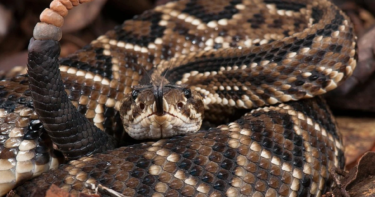 Imagem - Vídeo revela o que há dentro do chocalho da cobra cascavel (e não é o que pensamos)