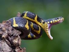 Imagem - Desvende as serpentes mais venenosas do planeta