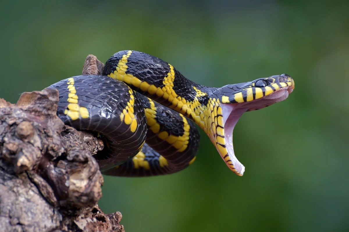 Conheça as cobras mais letais e como a ciência nos protege de seus venenos.