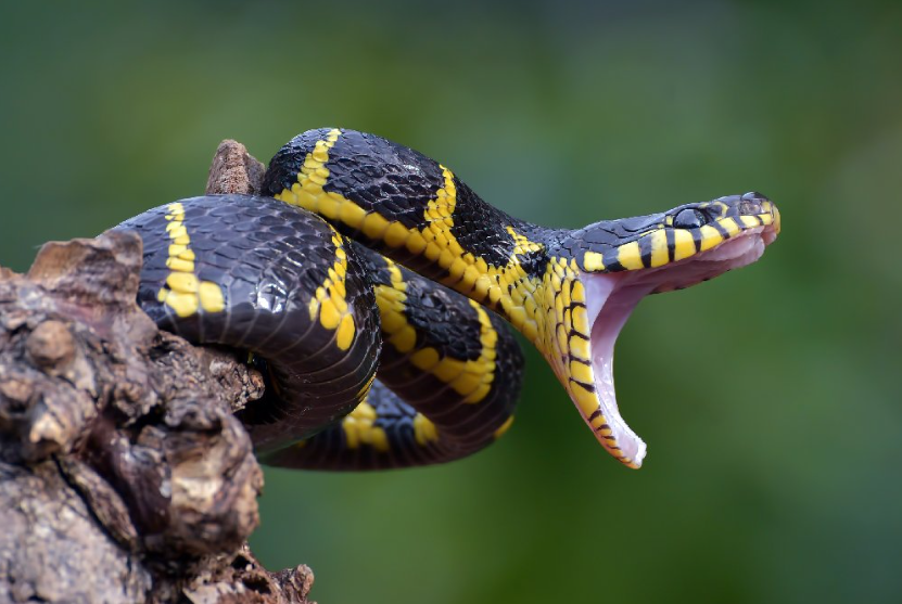 Cobra por Reprodução/Youtube