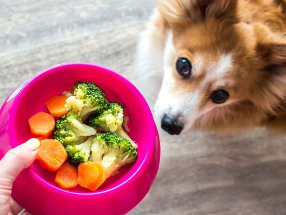 Imagem - 5 sinais de que é hora de mudar a alimentação do animal