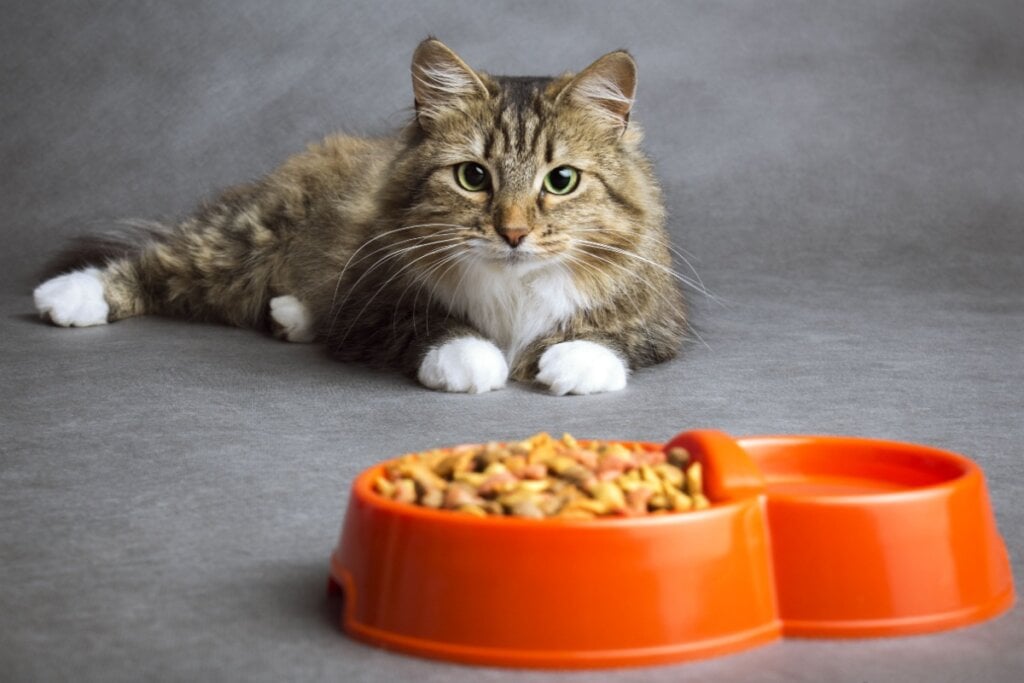 Alguns animais podem não gostar do sabor da ração industrializada (Imagem: fantom_rd | Shutterstock)