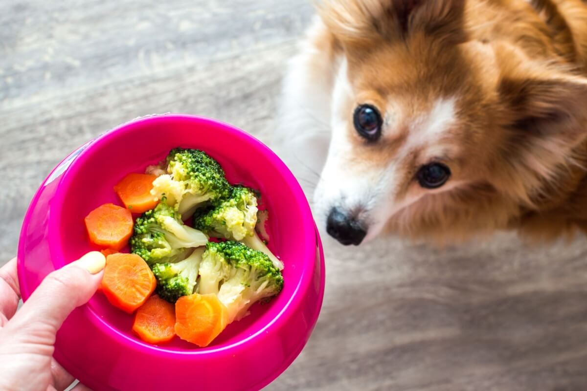 Os animais de estimação também podem enjoar da comida com o tempo (Imagem: Anastasiya Tsiasemnikava | Shutterstock) 