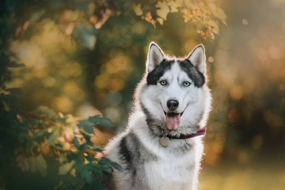 Para cães de porte grande e ou de comportamento destemido, nomes fortes podem ser uma escolha ideal (Imagem: Ksenia Raykova | Shutterstock)