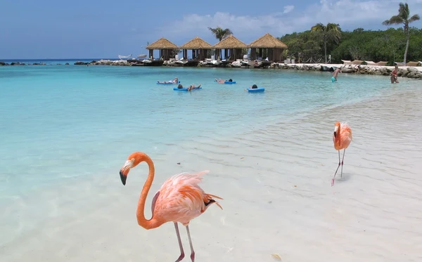Flamingo Beach na ilha do hotel Renaissance, em Aruba por Giuliana Mancini/CORREIO