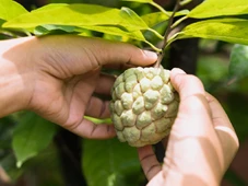 Imagem - Fruta comum ajuda a controlar pressão alta e glicemia; saiba qual