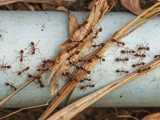 Imagem - Formigas invadiram sua casa? Veja 5 soluções naturais que funcionam