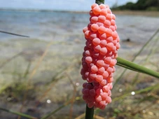 Imagem - Ovos rosa no jardim? Veja por que você nunca deve tocá-los com as mãos