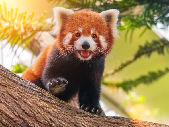 Imagem - 8 curiosidades incríveis sobre os pandas-vermelhos