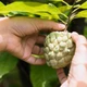Imagem - Fruta comum ajuda a controlar pressão alta e glicemia; saiba qual