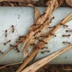 Imagem - Formigas invadiram sua casa? Veja 5 soluções naturais que funcionam