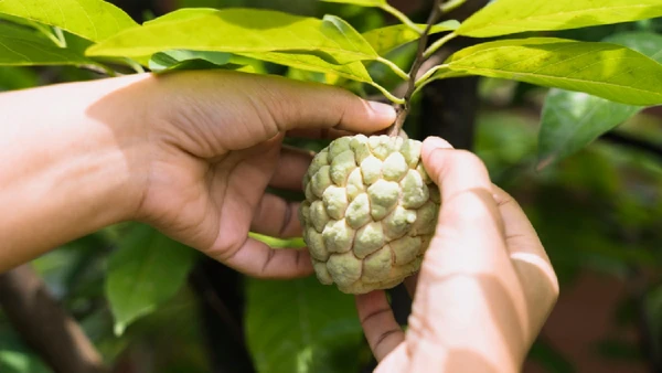 Descubra como  a fruta-do-conde ajuda seu coração e evita picos glicêmicos