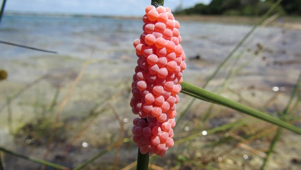 Parecendo uvas, esses ovos proliferam um molusco perigoso
