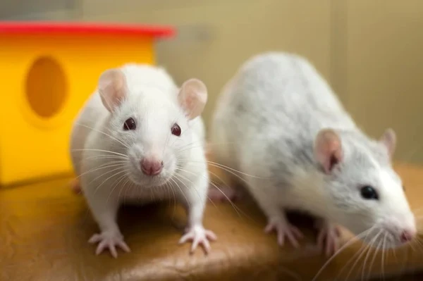 Pesquisa com camundongos revela que deficiência de ferro pode mudar o desenvolvimento sexual do feto no útero por Reprodução/stock.adobe.com