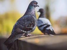 Imagem - Por que nunca vemos filhotes de pombo? Ciência explica