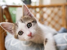 Imagem - Descubra o que seu gato quer dizer com o corpo, segundo a USP