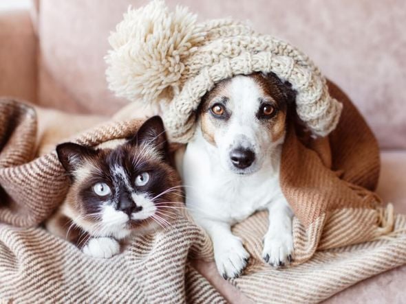 Imagem - 8 impactos do frio na saúde de cães e gatos 