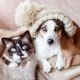 Imagem - 8 impactos do frio na saúde de cães e gatos 