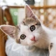 Imagem - Descubra o que seu gato quer dizer com o corpo, segundo a USP