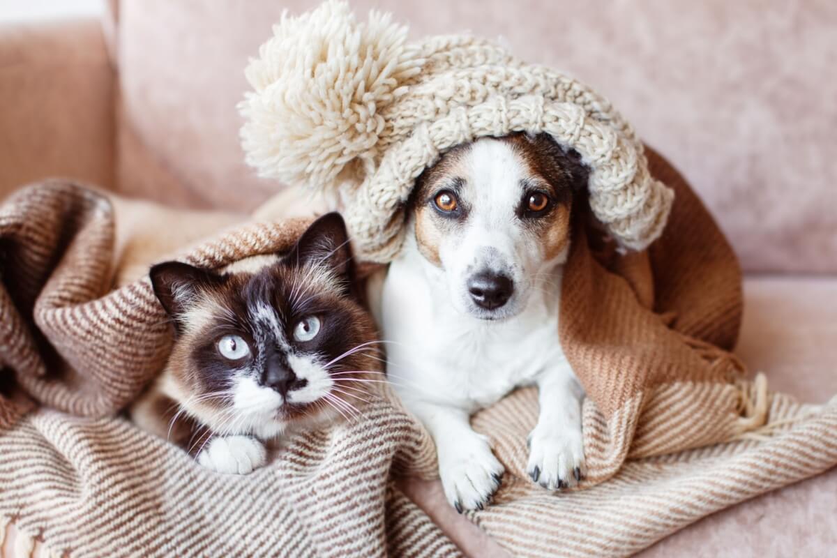O inverno pode influenciar diretamente o apetite, o humor, a pele e o sistema imunológico dos pets (Imagem: Gladskikh Tatiana | Shutterstock)