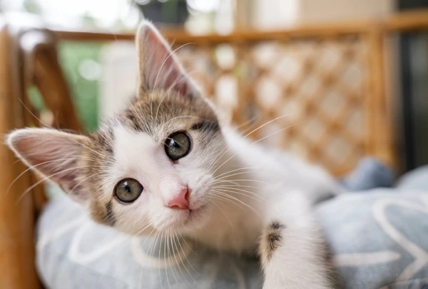Gatos falam com o corpo: veja como entender os sinais