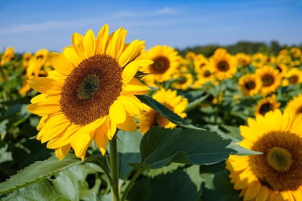 Girassóis por Shutterstock 