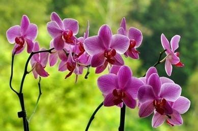 Orquídeas por Shutterstock 