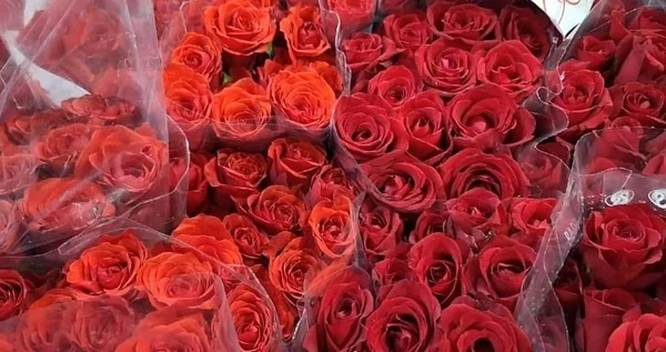 Rosas Vermelhas por Divulgação 