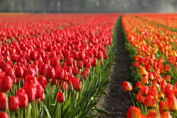 Tulipas  por Pixabay