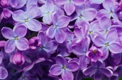 Violetas por Shutterstock  
